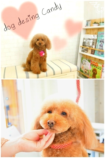 ◆記念写真をパシャリ！かわいい瞬間を残します。「dog design Candy」