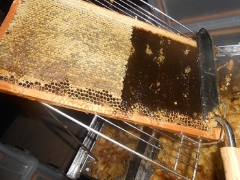 2.蜜蓋切り台の上で、巣枠の蜜蓋を半分だけ切った状態