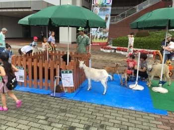 動物ふれあいコーナーも子どもたちに大人気☆