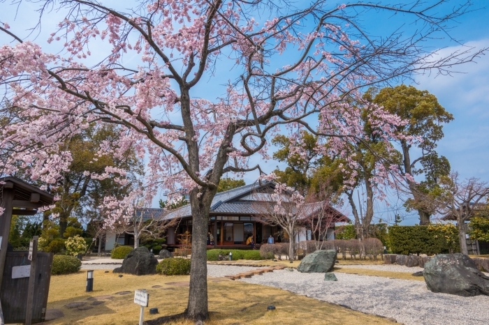 西尾歴史公園の桜
