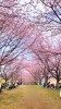 北浅羽桜堤公園(きたあさばさくらづつみこうえん)