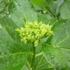 5月25日(木)あじさい便り まだまだ、つ・ぼ・み