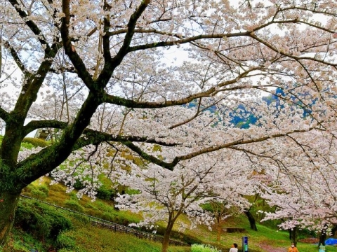 桜満開の小道を散歩