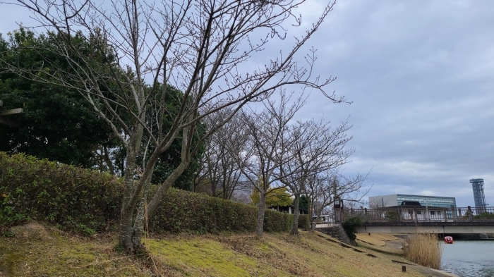 松江北公園の桜の開花状況