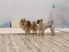 ジョアくんはふうたくんが好き♡いつの間にか側に♡「ましゅまろ幼稚園🐾&新入園児さん」