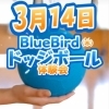ドッジボールチーム「Blue Bird」では、小学生向けの無料体験会を開催します!