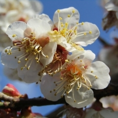 第29回　七折梅まつり：2019年2月20日～3月10日