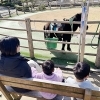 【のまうまハイランド】で思いきり遊ぶ!子どもが楽しめる遊具・動物とのふれあい・乗馬体験(愛媛/今治市・おでかけレポ)