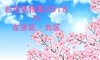 お花見特集