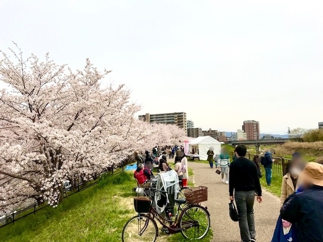 桜満開の天野川堤防「お花見スタンプラリーのお手伝い！(4/2さくらまつり後記)」