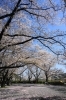 上大島キャンプ場の桜
