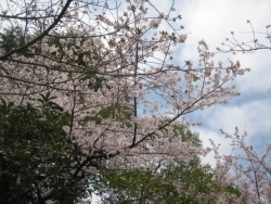 またまた、千葉市美浜区幸町からの出発ですが、いきなり桜の木です。5本ぐらい密集していました。