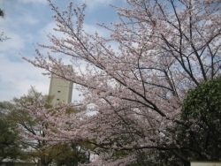 この付近の桜も、樹齢にすると40年近くになるのではないでしょうか。