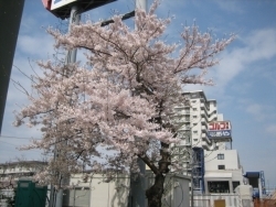 陸橋をくぐると一本だけですが、見事な花を咲かせた木が。