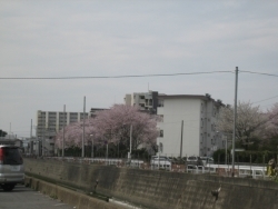 さらにこの付近に、桜並木を発見。ここまで10本はカウントしました。