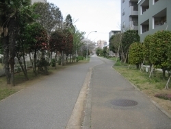 国道14号から一本入ったところに遊歩道があります。この道を東京方面へ進んでいきます。