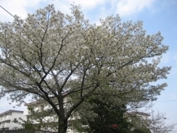 すぐ脇に、またしても桜の木を見つけました。