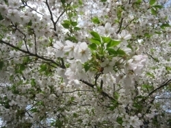 と思っていたら、また桜の木が出現。写真の木は、満開を過ぎて葉桜に近い状態でした。