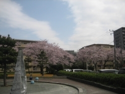 この団地内の桜はどれもが満開でした。