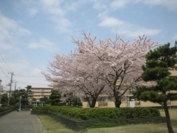 珍しく背の低い桜の木に遭遇。されど、この木も満開度数は他に負けていません。