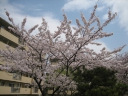 まさかここにこれほどの桜の木があるとは思ってもいませんでした。