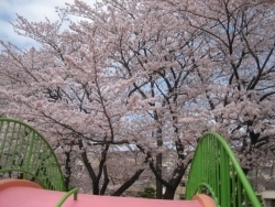 公園の滑り台のすぐ前にも桜の木が連なっていました。