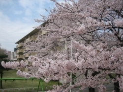 写真で見ても、その美しさが伝わると思います。