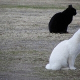 猫が神様