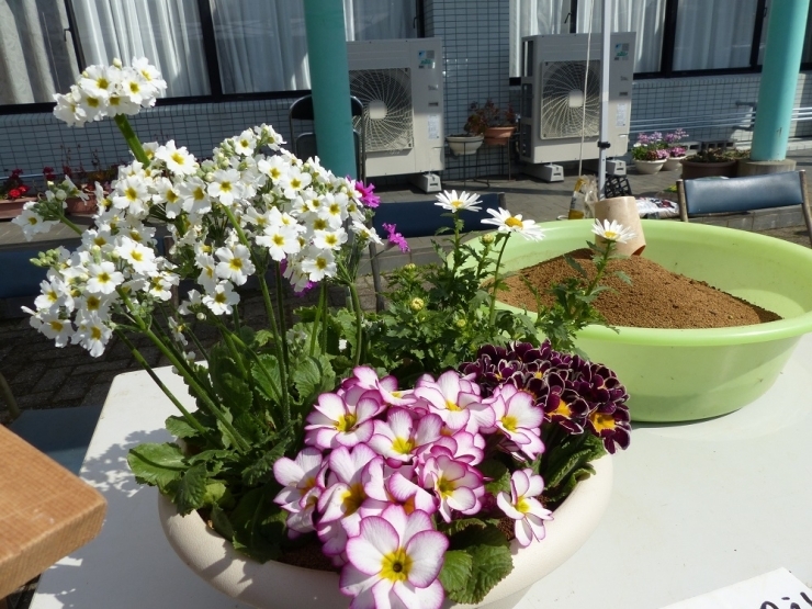 春花の寄せ植え体験教室　　「春」を感じますね。これから寄せ植えも楽しい季節ですね。どんな春花で楽しみますか？
