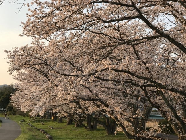 「桜満開です」