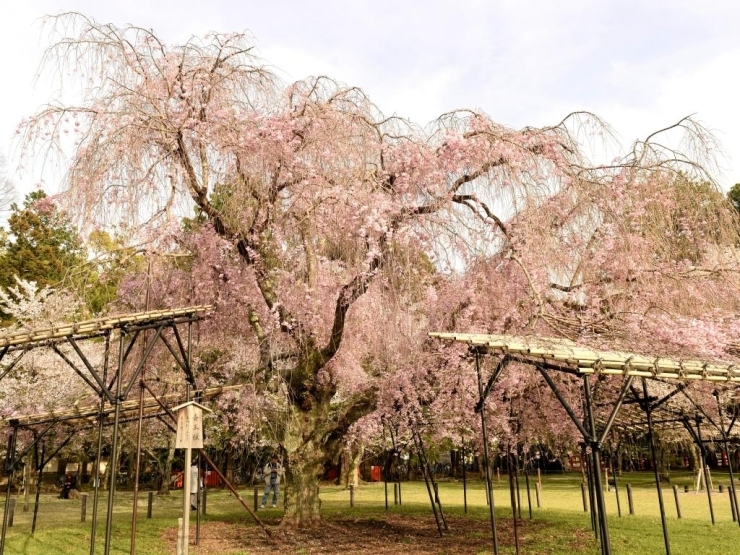 上賀茂神社のしだれ桜が見頃（2016年4月8日）