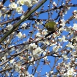 【No.372】梅の花が咲きました2