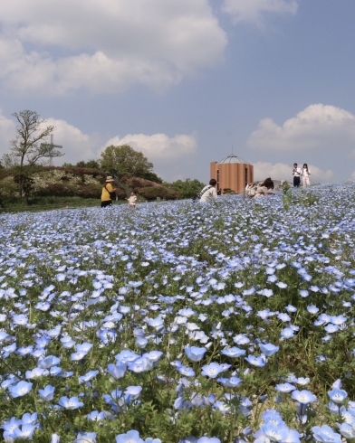 「愛知牧場のネモフィラ畑♪　【豊明・東郷・日進・長久手の街情報なら『まいぷれ』】」