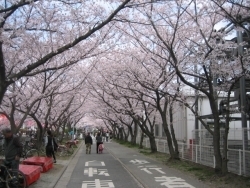 さてさて、肝心の桜です。このとおり。桜のトンネル、今年も見事に開花です。