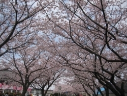 今日は風もないので、花吹雪は舞いません。