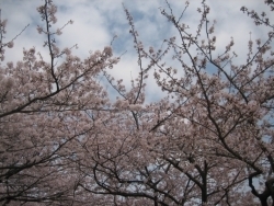 桜並木を抜けても、ところどころで桜の木に遭遇します。