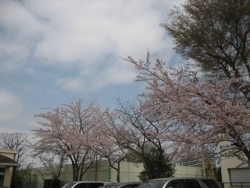 青空も見えてきました。カメラを持ってお散歩するには、ちょうどいい日ですね。