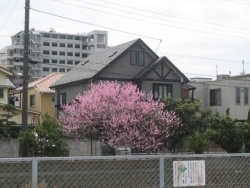 反対側を振り返ると視線の先には濃いピンクの花が。桃の花でしょうか？目立ちます。