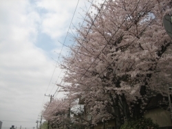 正面にプラウドシティ稲毛の建設現場が見えたところで左折したところにも桜並木が。