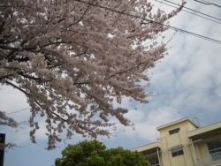 「桜と学び舎」というタイトルでいかがでしょう。