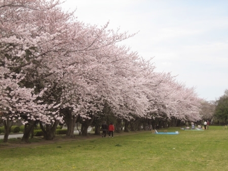 そして突然出現した公園の桜並木。ここは東京医科歯科大学のすぐ前の公園で、休日はバーベキューなどを楽しむ方もいらっしゃいます。