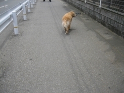 想定以上の桜を見て帰る途中に、はぐれ犬に遭遇？なんだか追いつかれまいと後ろをキョロキョロしています。