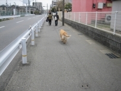 と思ったら、前に飼い主の方がいらっしゃいました。微妙な距離をおきながらも、しっかりとついていくワンちゃんの姿がおかしかったです。