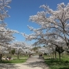 ■桜特集■長久手 香流川砂防公園