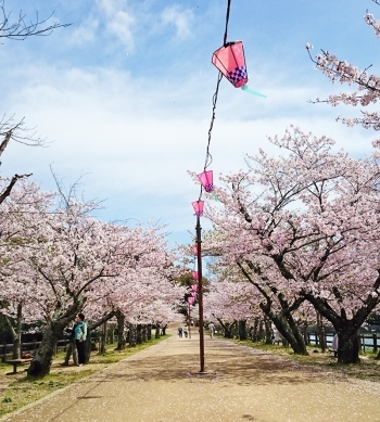 (1)桜並木