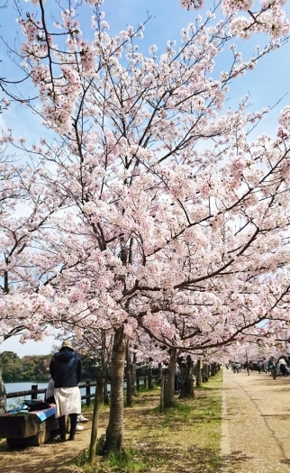 (2)桜並木