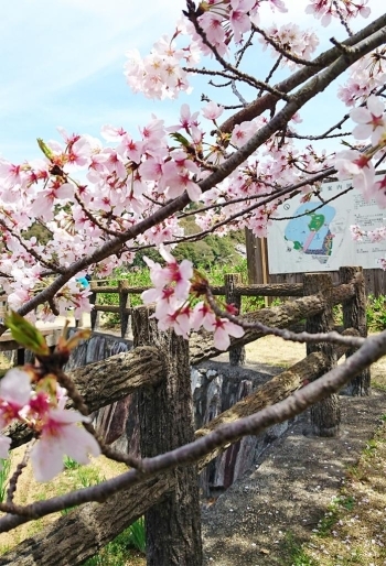 (3)花しょうぶ園付近の休憩所