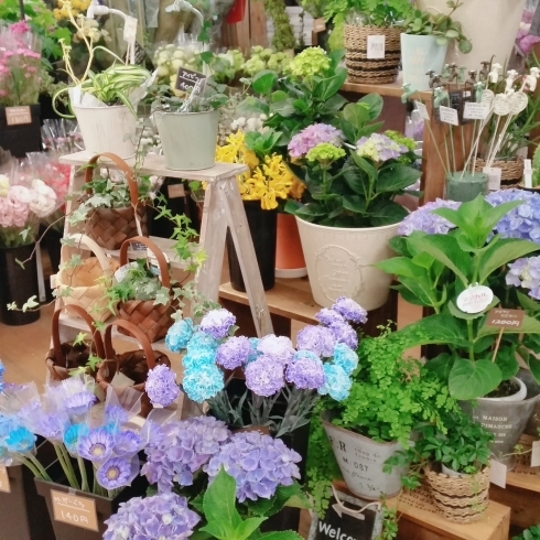 「【はなやホック皆生店】涼しげな花々」