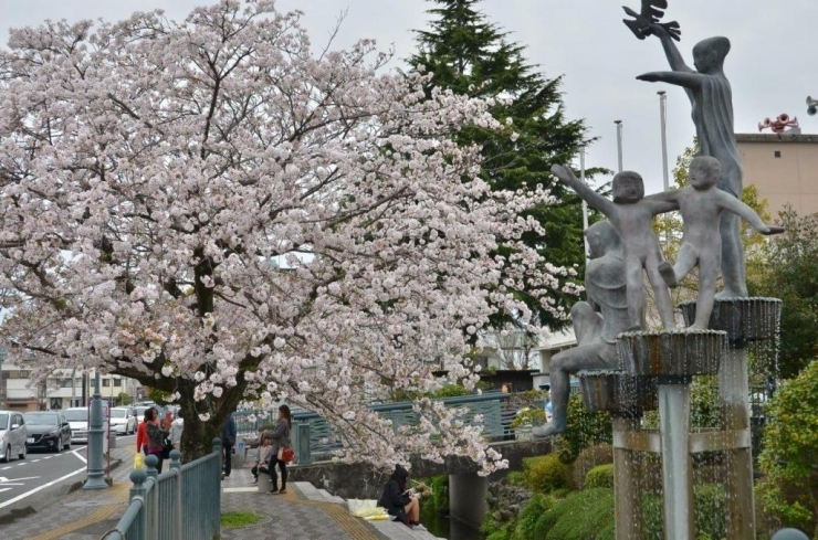 市役所前のこの桜は圧巻です！！