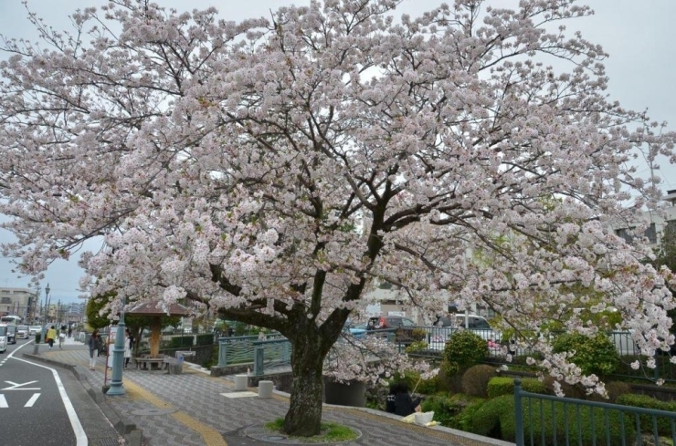 こんな大きな桜の木が役所前にあるなんてステキですね♪